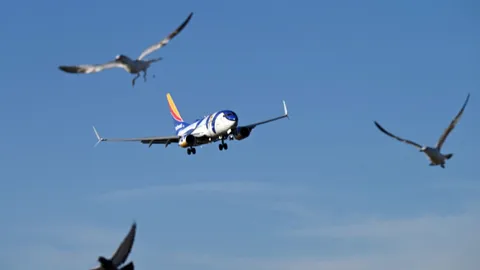 เครื่องบินชนนก หายนะที่อาจเกิดขึ้นได้ทุกเมื่อ! รวมอุบัติเหตุนกเหล็กปะทะนกเล็ก!