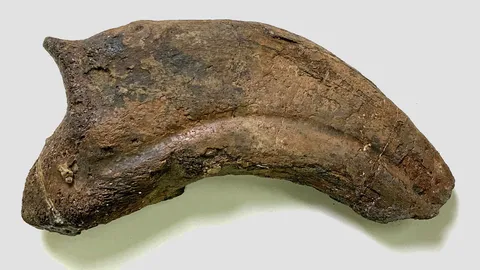 ทีมนักวิทยาศาสตร์ศึกษาฟอสซิลเทอริสิโนซอรัสที่พบในญี่ปุ่น