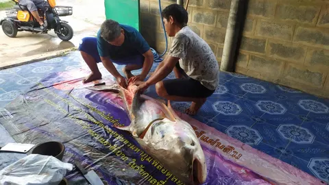 ลุงยโสตกปลาบึกแม่น้ำชีหนักถึง 67 กก. เย่อนาน 2 ชม. ชำแหละขายได้กว่า 6 พัน (คลิป)