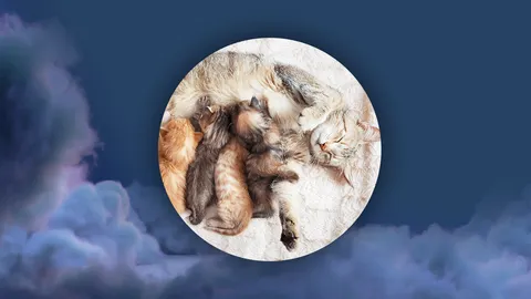 ฝันเห็นแมวคลอดลูก ฝันมีโชค หรือเตือนมีอุบัติเหตุ ทำนายฝัน พร้อมเลขเด็ด