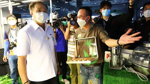 วิสาหกิจชุมชน THC จัดใหญ่เสริมรู้ อบรมแปรรปู แจกฟรีกัญชา 4 สายพันธุ์ 