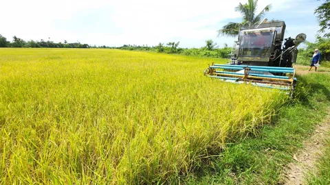 รถเกี่ยวข้าวบ้านโป่ง ชี้น้ำมันแพงกระทบหนัก ชาวนาต้นทุนเพิ่มสวนรายได้ลด