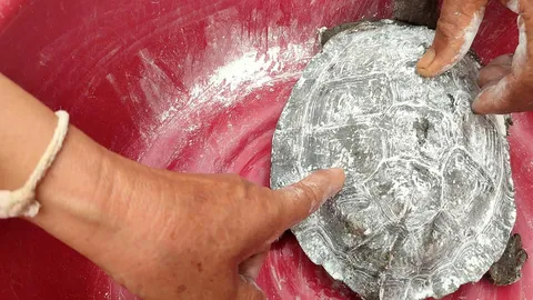 เต่าเดินตรงดิ่งเข้าบ้าน เชื่อมาให้โชค โรยแป้งทำพิธีขอ "เลขเด็ด" (คลิป)