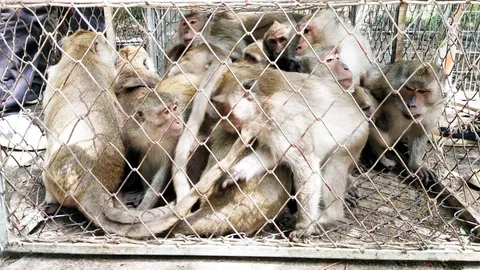 จนท.ลุยจับลิงเขาตะเกียบ เขาหินเหล็กไฟ 600 ตัว เพื่อทำหมันคุมจำนวนประชากร