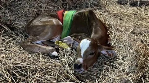 ผู้ใหญ่บ้านเงินล้านที่ปราจีนฯ ได้ลูกวัว "พญาวัว" ทำพิธีเรียกขวัญขอโชคลาภ