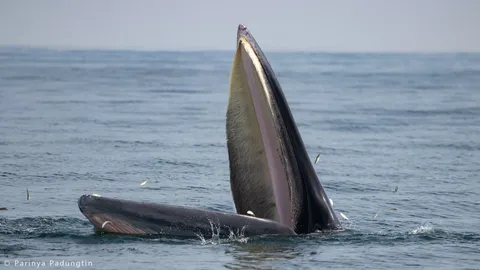 นักท่องเที่ยวแห่ลงเรือเที่ยวอ่าวแม่กลอง ชมวาฬบรูด้าแม่ลูกออกหากิน (คลิป)