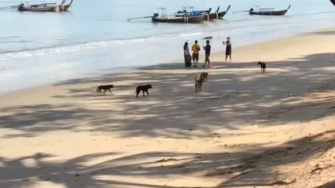 วอนเทศบาลเร่งจัดการ ฝูงหมาจรอ่าวนาง หลังไล่กัดนักท่องเที่ยว เกรงไม่ปลอดภัย