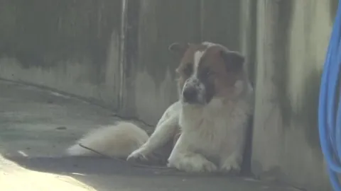 จับแล้วบางแก้วจรจัดอาละวาดกัดชาวบ้านสระบุรีเจ็บ 3 ราย ส่งศูนย์พักพิงดูแล