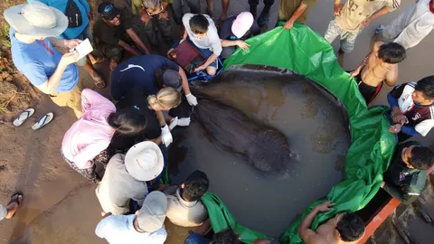 ฮือฮา พบกระเบนยักษ์หนัก 300 กก.ในแม่น้ำโขง ทุบสถิติปลาน้ำจืดใหญ่สุดในโลก