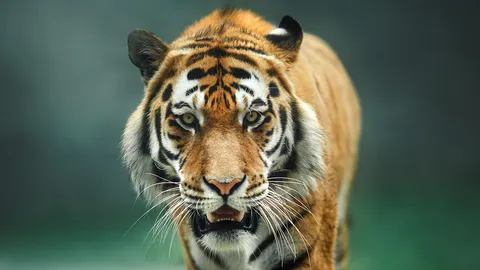 งะจังงังไปทั้งถนน