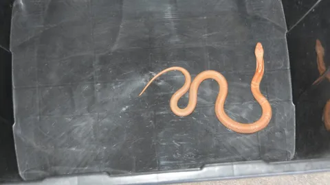 นึกว่าปลาไหล ที่ไหนได้ "งูเห่าเผือก" เข้าบ้าน เป็นงูหายาก ส่องเลขเด็ดเสี่ยงโชค (คลิป)