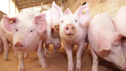 เรื่องของหมูที่ไม่หมู