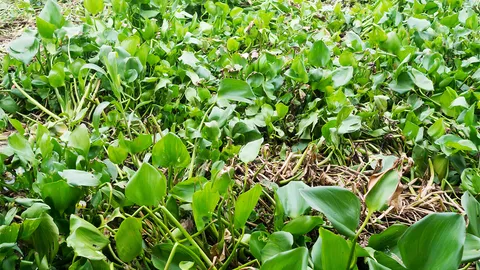 ผักตบชวาขยายพันธุ์จนเต็มแม่น้ำท่าจีน วอนหน่วยงานที่เกี่ยวข้องเร่งแก้ไข