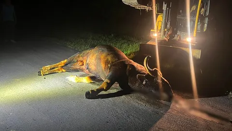 กระทิงเขาใหญ่ออกมาหาหญ้าอ่อนกิน ชนประสานงารถเก๋ง ตายคาถนน