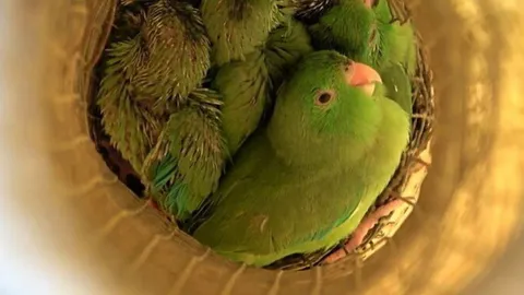 เสียงร้องที่ไม่เป็นภาษา ของลูกนกแก้วป่า