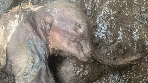 ตะลึง ขุดพบซากลูกช้างแมมมอธที่เหมืองทองในแคนาดา คาดอายุกว่า 30,000 ปี