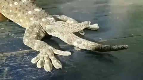 ตุ๊กแก 2 หาง งอกซ้อนกัน หนุ่มเชื่อมาให้โชค นักเสี่ยงโชคตี "เลขเด็ด" (คลิป)