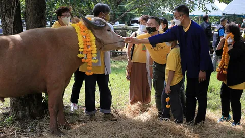 ทิพยประกันภัย ร่วมอนุรักษ์กระบือไทย