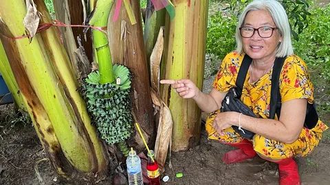 กล้วยบ้านป้าคลองขลุง ออกเครือกลางต้นปลีทิ่ม เผยให้โชคถูกหวยมา 2 งวดแล้ว (คลิป)