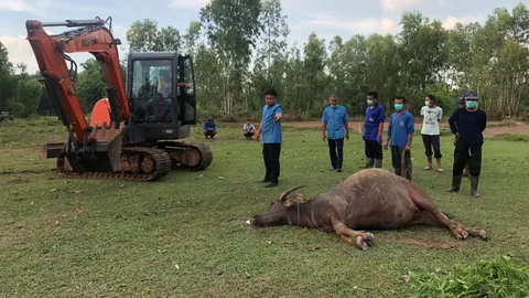 เกษตรกรนครพนมแทบช็อก ควายตายปริศนา 5 ตัว มีท้องแก่ ทำขาดทุนเกือบ 3 แสน