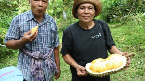 อร่อยมาก ทุเรียนสวนสมรม เกาะยาวน้อย หนึ่งเดียวในทะเลอันดามัน