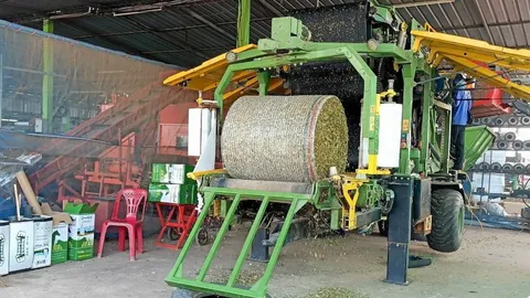 แปลงใหญ่ข้าวโพดช็อป ลพบุรี ขยายตลาดส่งออกต่างประเทศ