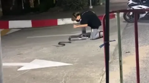 ไวรัล หนุ่มหน้าใสฝีมือไม่ธรรมดา ใช้เวลาไม่นานจับงูด้วยมือเปล่า