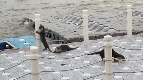 เอ็นดูความน่ารัก ครอบครัวนากขึ้นมานอนเล่นที่ศาลากลางสมุทรปราการ