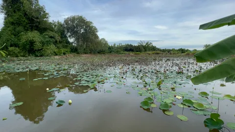 นึกว่าตัวเห้ ที่แท้ "ไอ้เข้" โผล่ในบ่อบัว ผวาเกณฑ์คนจับ โชว์ดุ-ขู่ใส่