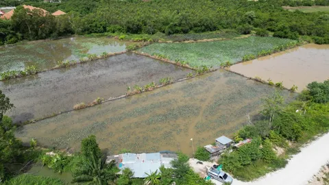 เตรียมแผนล่า "ไอ้เข้" กบดานสระบัว ที่นาจอมเทียน คาดหลุดจากฟาร์ม (คลิป)