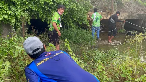 จระเข้สระบัวชลบุรี หลบในท่อลอดใต้ทางรถไฟ ก่อนมุดหนี จนท.ลงคลองอีกฝั่ง