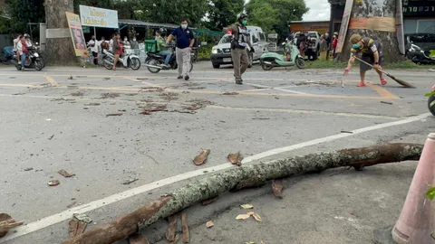 กิ่งไม้ยางยักษ์ถนนเชียงใหม่-ลำพูน หักทับ จยย.3 แม่ลูกที่สารภี ยายสลบคาที่