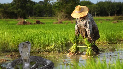 ชาวนาหย่าศึกงูเห่า