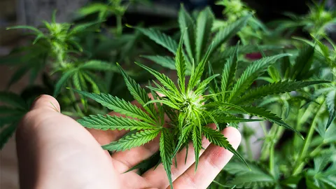 ย้ำผู้ค้าปลีกจัดโซนแยกผลิตภัณฑ์กัญชา จำกัดผู้ซื้อ 20 ปีขึ้นไป-อ่านฉลากก่อนบริโภค