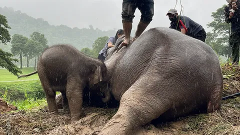เล่าภารกิจช่วย "ช้างป่าแม่ลูกตกท่อ" ยิงยาซึม-ปั๊มหัวใจ จนปลอดภัยทั้งคู่