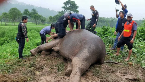 ช่วยชีวิตช้าง (คลิป)