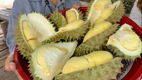 รับน้องจีไอใหม่แกะกล่อง เทศกาลทุเรียนปากช่องเขาใหญ่