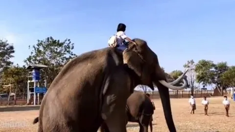 ประเทศไทยมีจริง เด็กขี่ช้างไปโรงเรียน หนูน้อย ป.5 ทำฮือฮาไปทั้งบุรีรัมย์