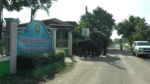 เด็กหญิง ป.5 ขี่ช้างไปโรงเรียน ปังมาก สื่อดังญี่ปุ่นติดต่อขอทำรายการ