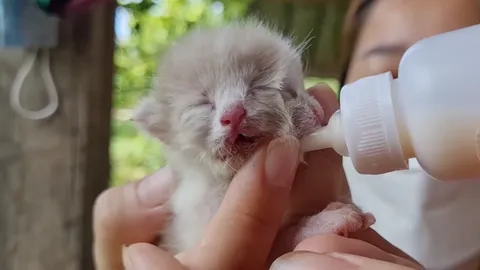 เจ้าของเสียใจ ลูกแมวสองหน้าตายแล้ว เผยเก็บซากแช่เย็น-มีคนขอทำของขลัง