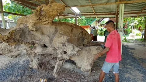 พบตะเคียน 200 ปี ในอ่างเก็บน้ำ อัญเชิญเก็บในวัด คอหวยแห่ส่องเลขเด็ด (คลิป)