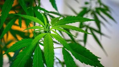 “ม.หอการค้าไทยโพล” ค้านเสรีกัญชา ผลสำรวจพบประชาชนกังวลได้ไม่เท่าเสีย “ลูกหลาน” เสียคน