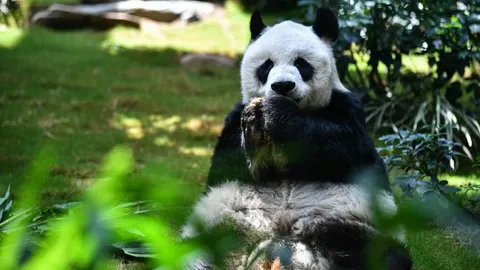 เศร้า แพนด้ายักษ์เพศผู้ อายุมากสุดในโลก ตายแล้ว ในวัย 35 ปี