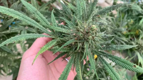 ร่วมลงชื่อ ปิดสภาวะกัญชาเสรี จี้รัฐออกกฎหมายควบคุมให้เหมาะสมก่อน