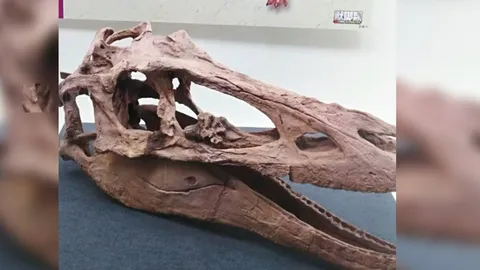 ‘ฟอสซิลหนัก 8 ตัน’ ช่วยไขปริศนาไดโนเสาร์ ยุคครีเทเชียส 145 ล้านปีก่อน