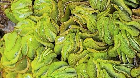 เตือนภัย!! จอกหูหนูยักษ์ วัชพืชกักกัน แต่ไฉน ปล่อยให้ขายเกลื่อนโซเชียล