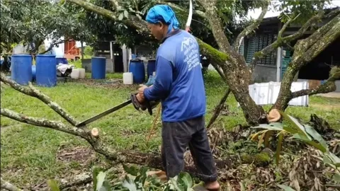 ลำไยราคาร่วงรายวัน ชาวสวน จ.น่าน ตัดต้นเผาถ่านขาย จ่ายค่าแรงคนเก็บ