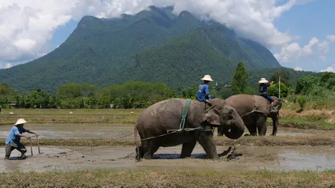 ชาวนาเชียงใหม่ ช่วยช้างอมก๋อย จ้างมาไถนาหลังตกงานกว่า 2 ปี (คลิป)