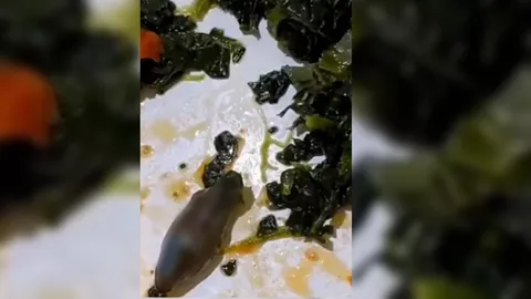 ขนลุก สจ๊วตหนุ่ม เจอซากหัวงูดำมะเมื่อม ในจานอาหารบนเครื่องบินจากตุรกี