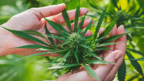 เร่งปรับปรุงประกาศ สธ. กำหนดเฉพาะ “ช่อดอกกัญชา” เป็นสมุนไพรควบคุม